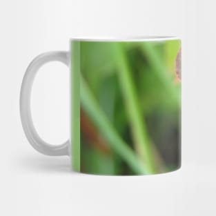 Green Shield Bug No.1 Mug